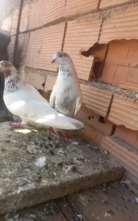 کبوتر