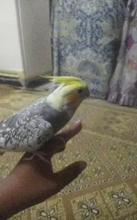 عروس هلندی نر