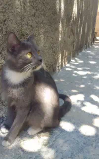 گربه نیست