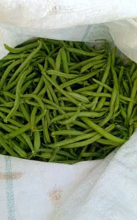 لوبیا سبز تازه چیده شده