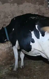 گاو و گوساله