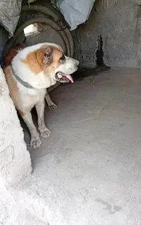 این سگ ماده امروز تو جاده سرتپه گم شوده