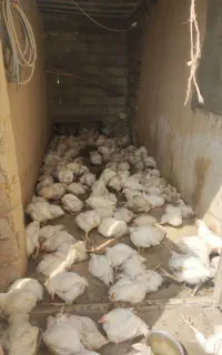مرغ گوشتی اورگانیت اکبر جوجه ای 1800تا دوکیلو