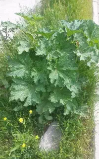 کارگر  ساده