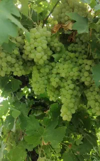فروش انگور