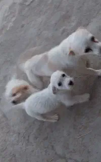 سگ  پا کوتاه