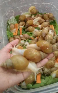 حلزون آچاتینا+خاویار حلزون