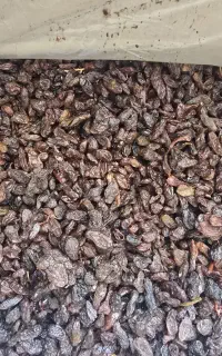 کشمش آفتابی درجه یک کاشمر (مخصوص آبگیری تضمینی)