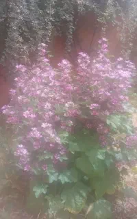 خدمات باغ و فضای سبز
