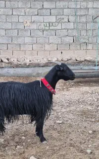 بز ترکی