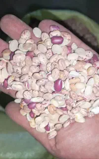 لوبیا چیتی شکسته