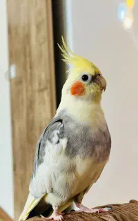 گمشده