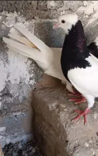 کبوتر