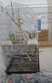 طوطی ملنگو نر و ماده