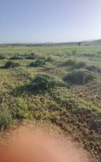 بیده (یونجه)