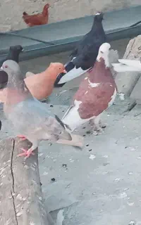 کبوتر