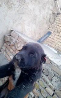واگذاری سگ سرابی نر