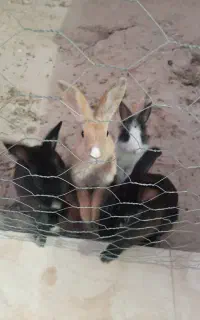 فروش خرگوش