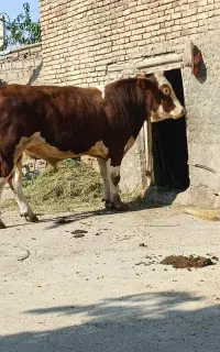سمینتال قرمز