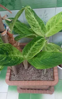 گل آپارتمانی ( آگلونما )