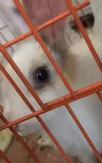خرگوش  چشم آبی سفید