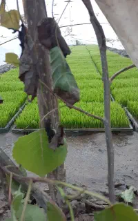 توم جمشید نشائ