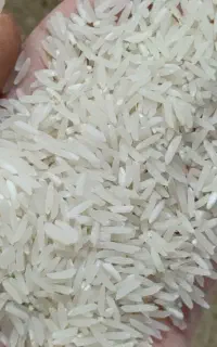 برنج فجر سوزنی ۹۰روزه امساله