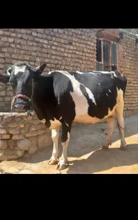گاو ماده