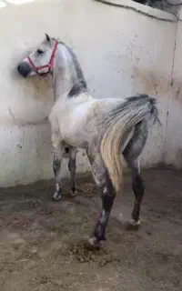 اسب