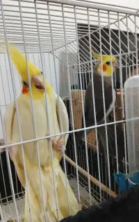 عروس هلندی