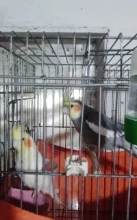 فروش ی جفت