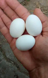 فروش تخم مرغ چینی تزئینی