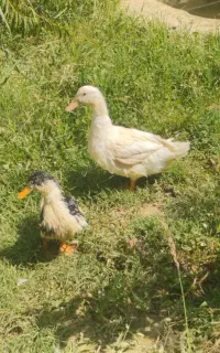 سونه