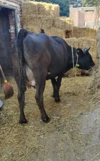 گاو جرسی با گوساله ماده جرسی