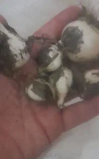 موسیر کوهی