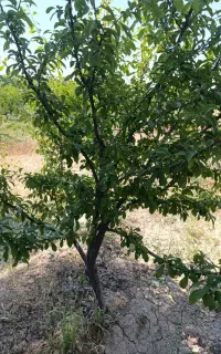 نهال و درختچه سایز دار پنج ساله کلیه میوه های درشت