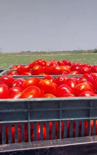 گوجه تازه چین