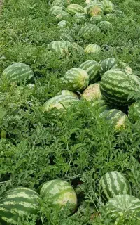 هندوانه فروشی