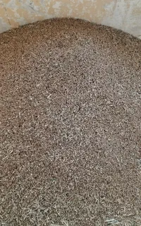 گندم امسال برای دام و طیور