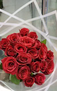 ۲۰ شاخه رز هلندی در همه رنگ فقط ۹۹۹