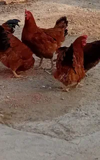 مرغ و خروس