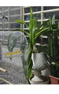 گل سوسن بزرگ