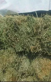 علف چمن