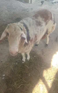 گوسفند قوچ تخمی پلنگی ده ماهه بروجردی اصل