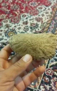 فسیل سنگی مرجان