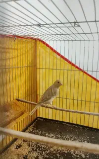 جوجه قناری نر  پارسال