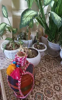 گل های آپارتمانی