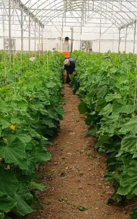 کارگر گلخانه، نصاب گلخانه