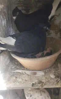 کفتر زینتی و پرشی