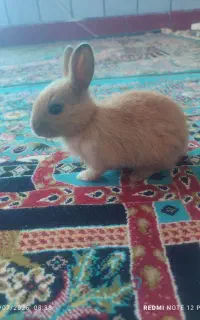خرگوش خانگی